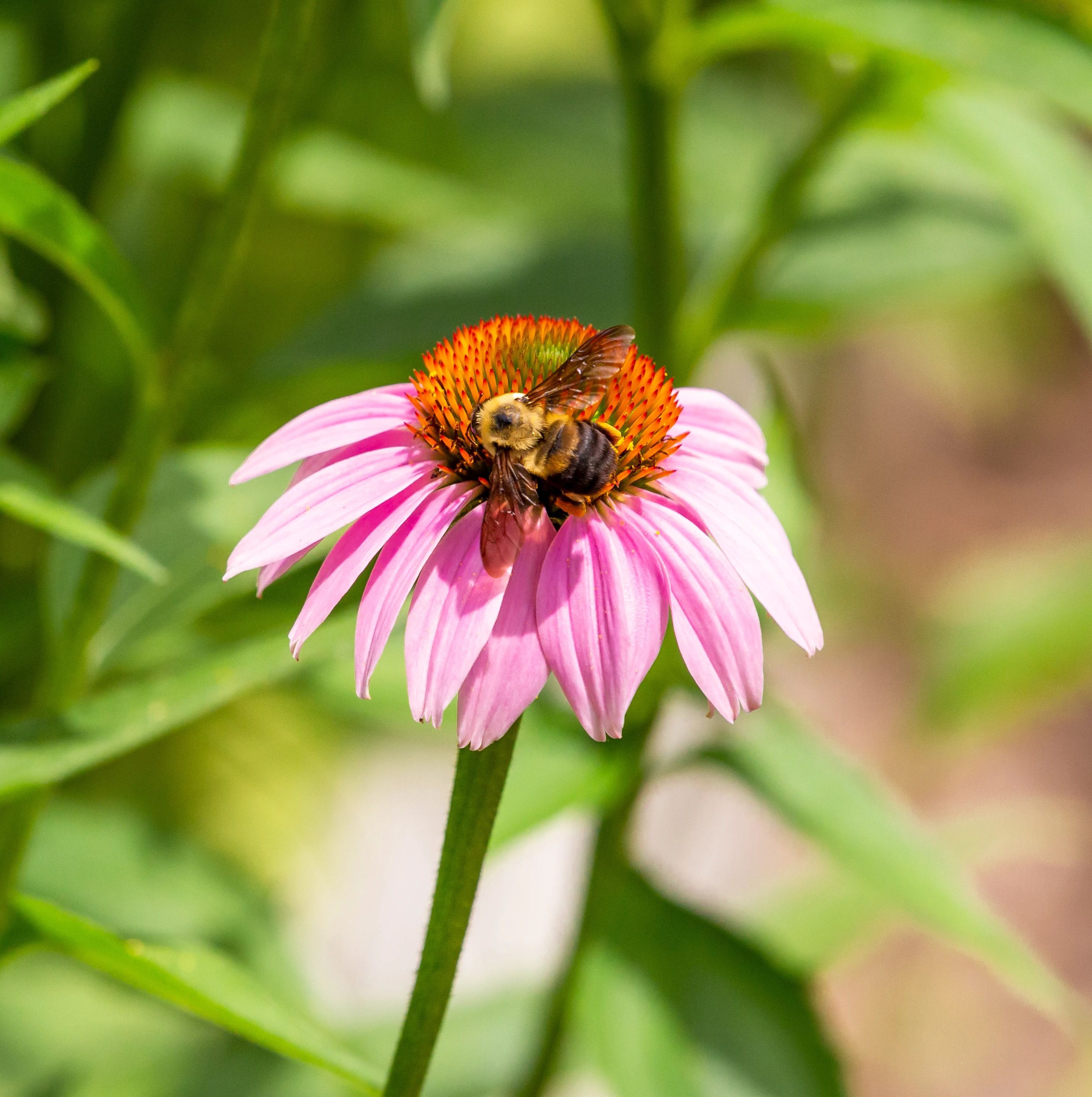 bumblebee on pink flower