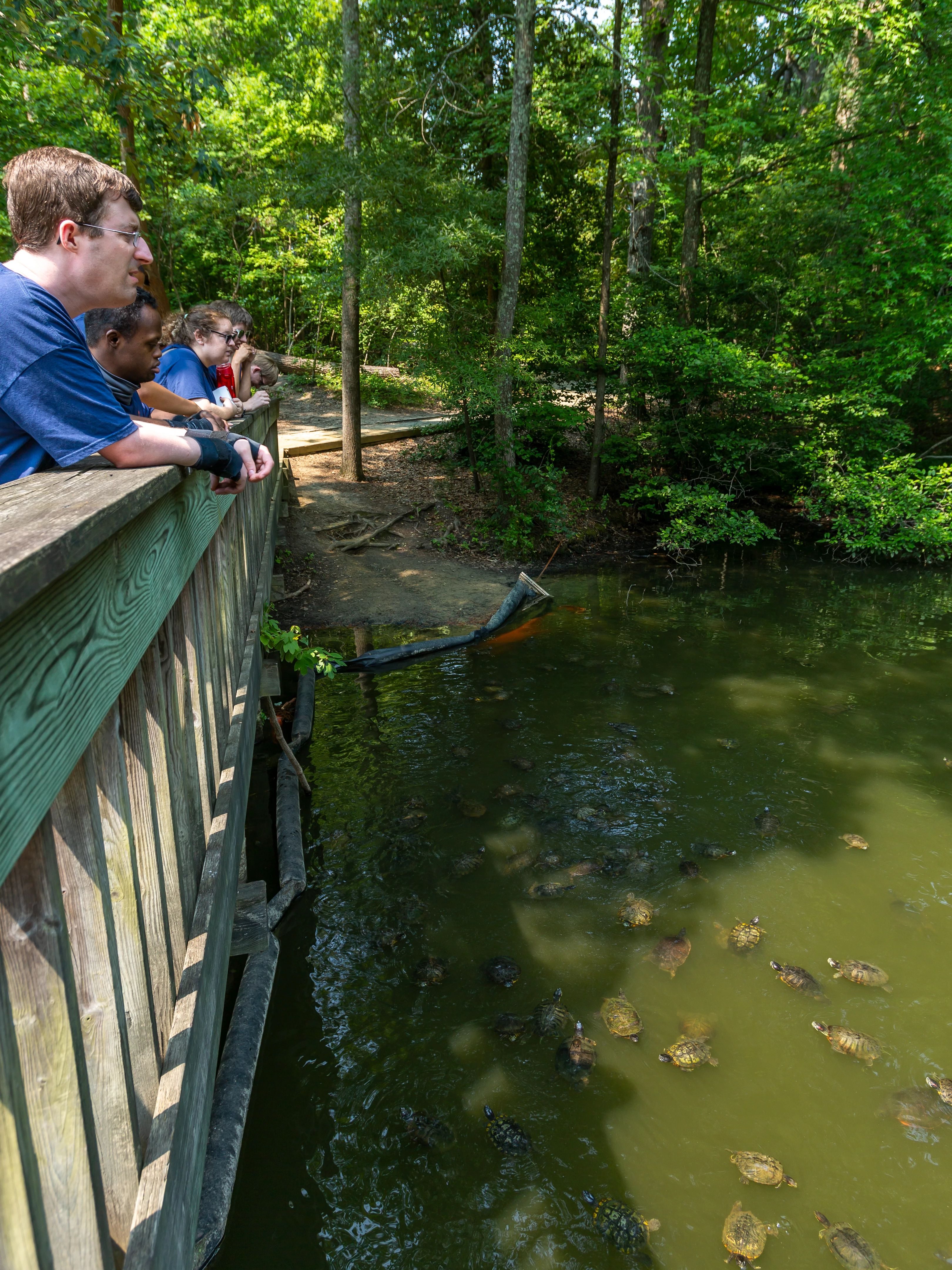 People stand on a bridge and watch a group of turtles in the water. 