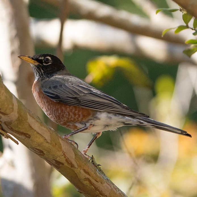 robin perched on the branch of a tree.