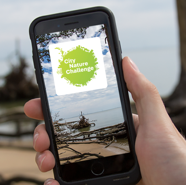 Hand holding a smart phone with the City Nature Challenge logo on the screen.