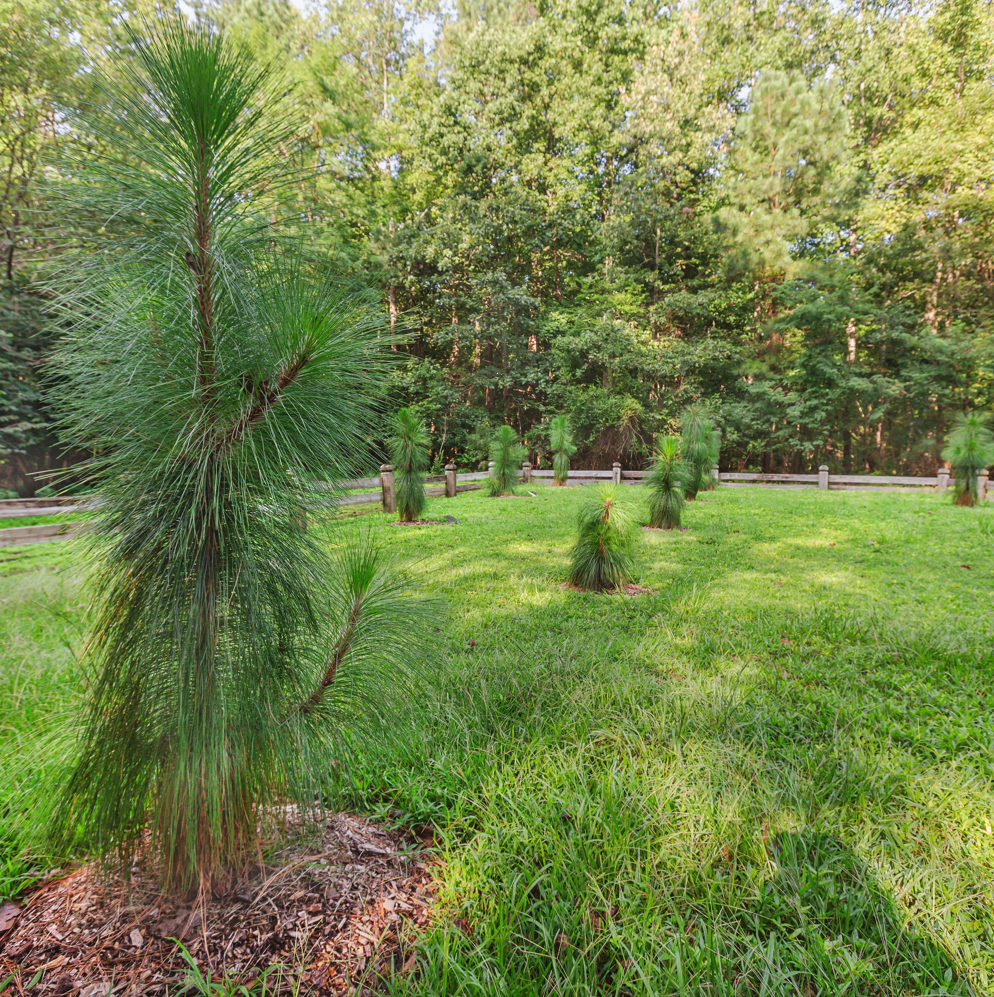 longleaf pine