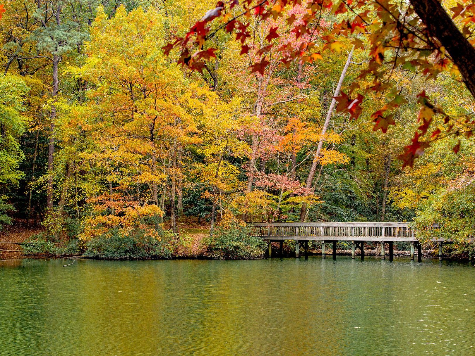 Autumn views of the Noland Trail, featuring Mariners' Lake and a wooden bridge in the background.