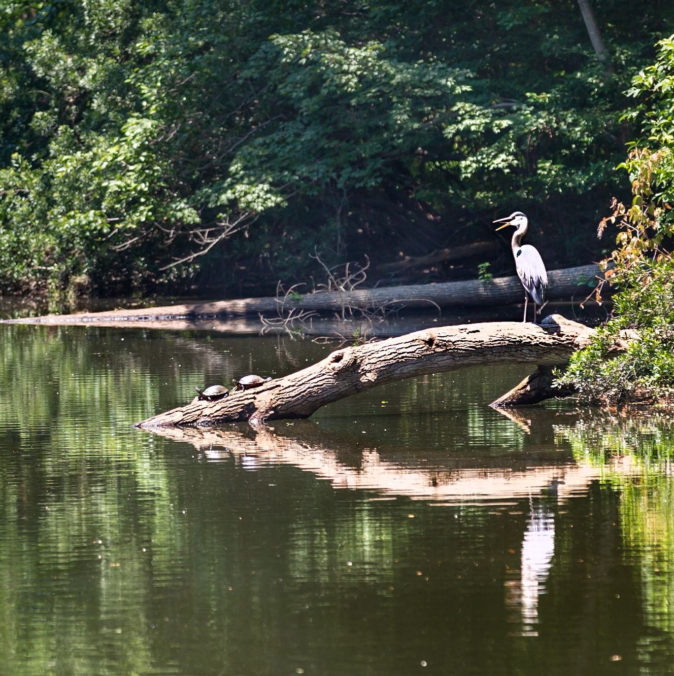 bird standing on a log near the shore of Mariners' Lake.