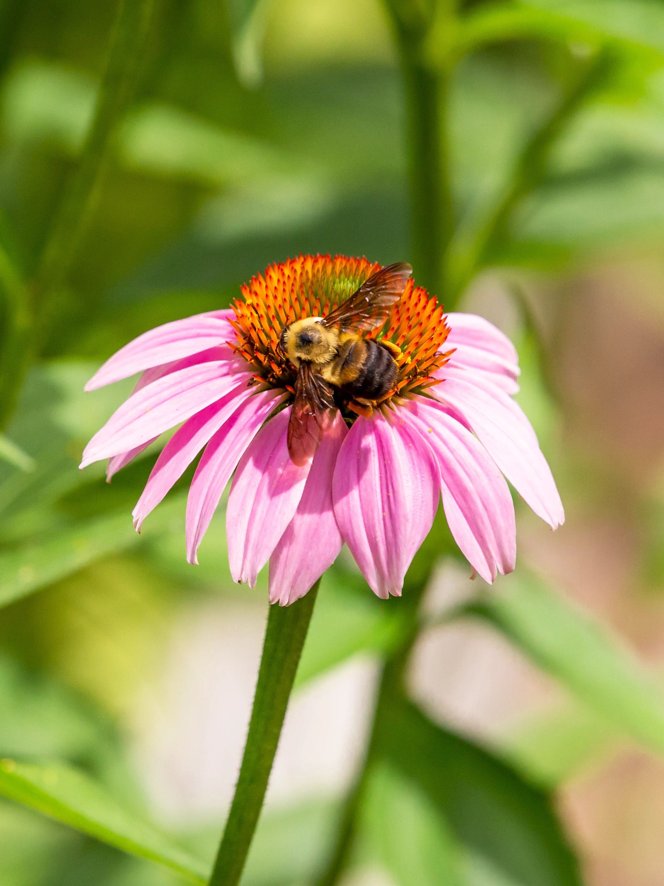 Bumblebee sits on pink flower.