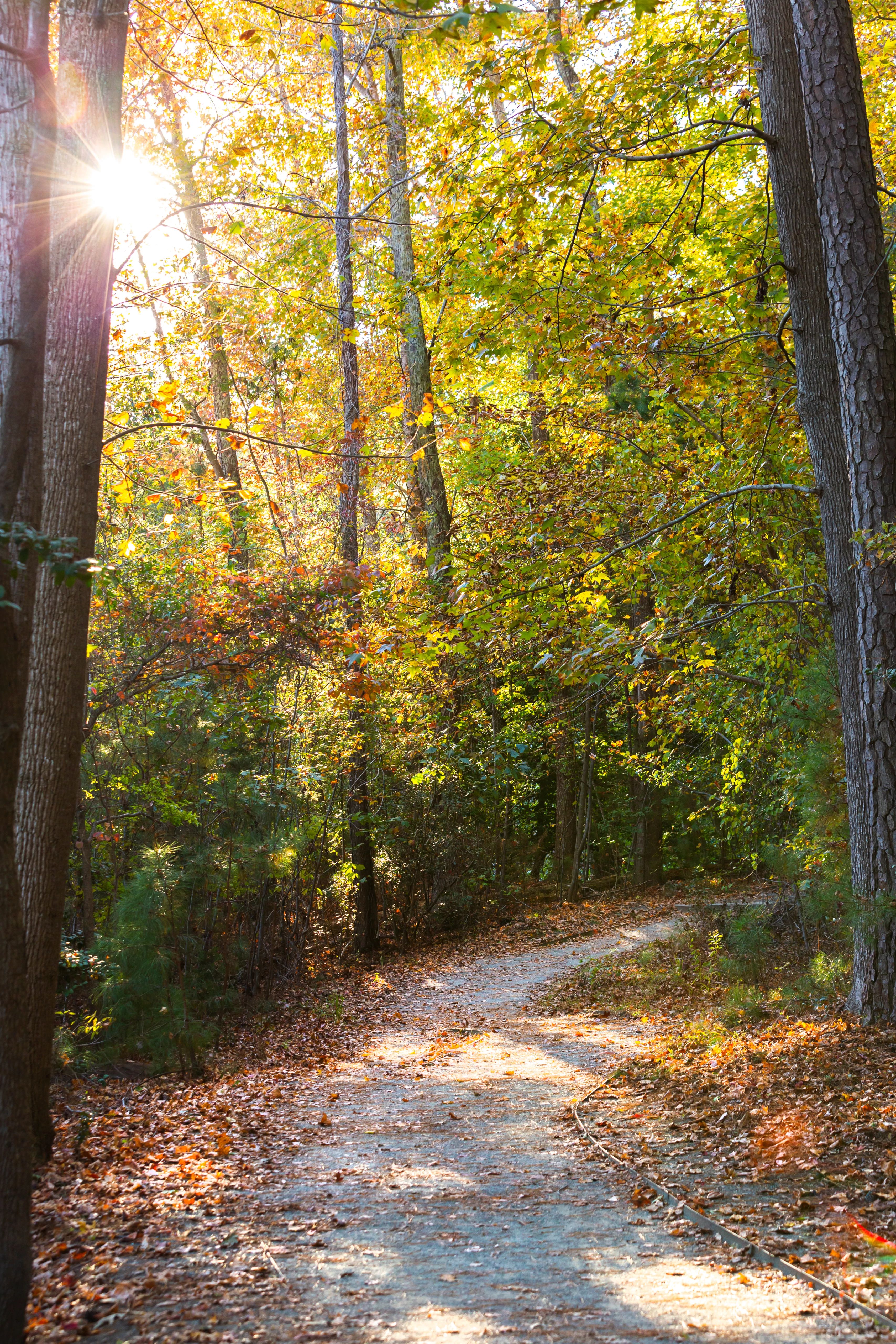 The Noland Trail in autumn as the leaves are starting to change color. 