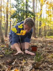 Man planting a tree