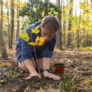 Man planting a tree