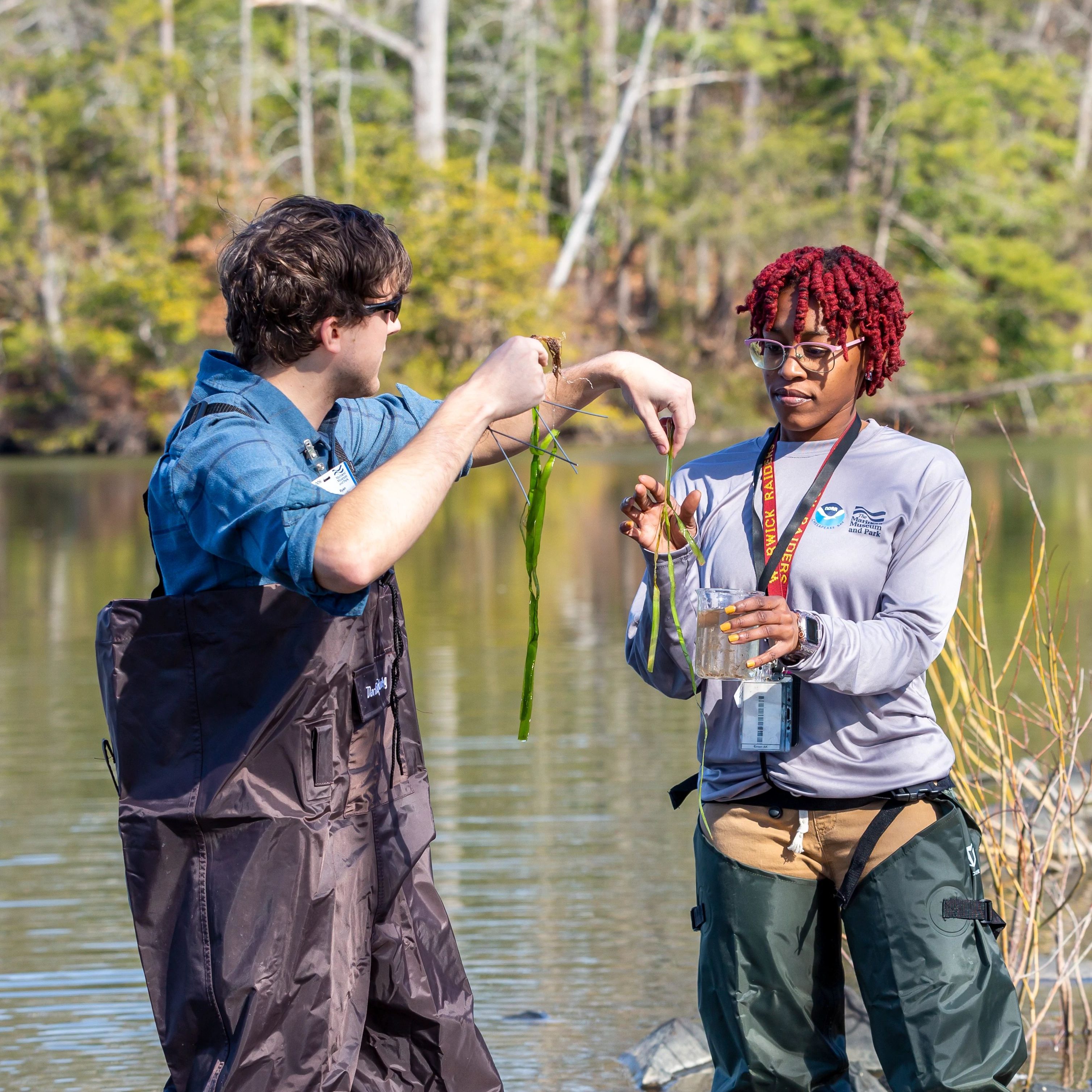 Two adults prepare to plan eelgrass in Mariners' Lake.