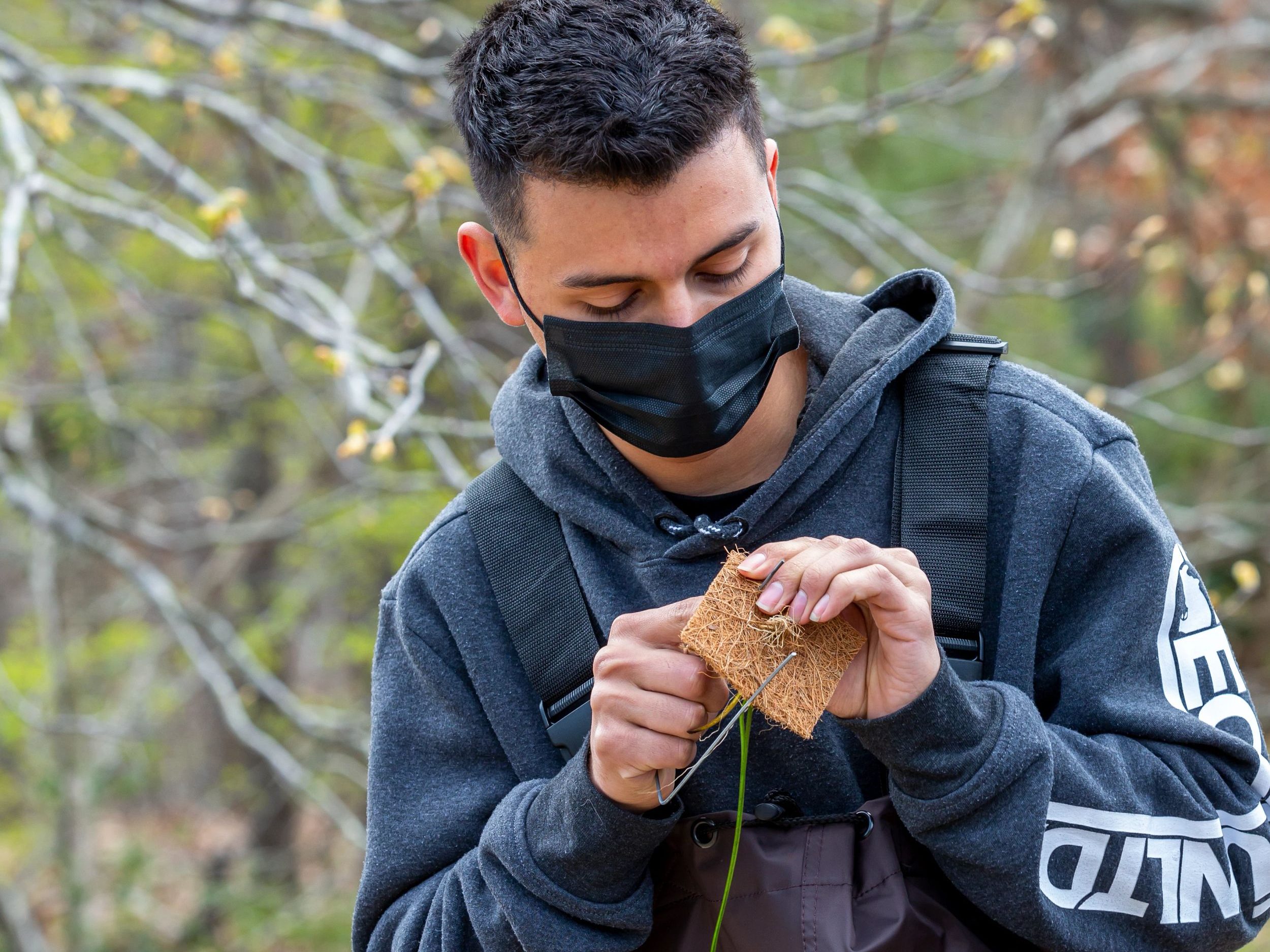 Student prepares eelgrass for planting by inserting the plant into coconut fiber.