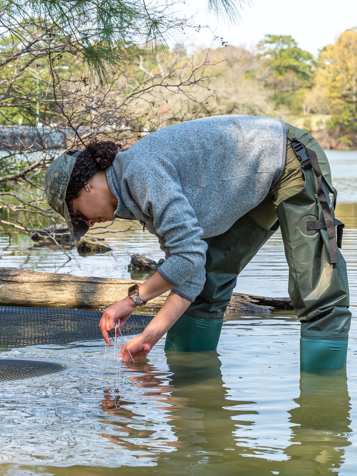 Woman plants eelgrass in Mariners' Lake.