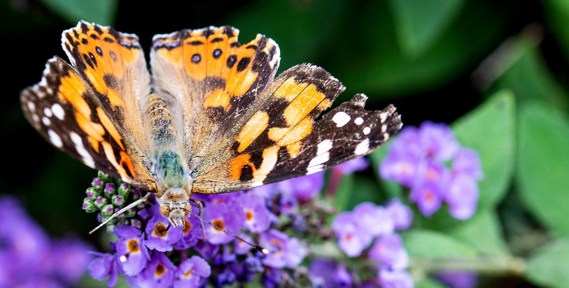 Butterfly on a flower.