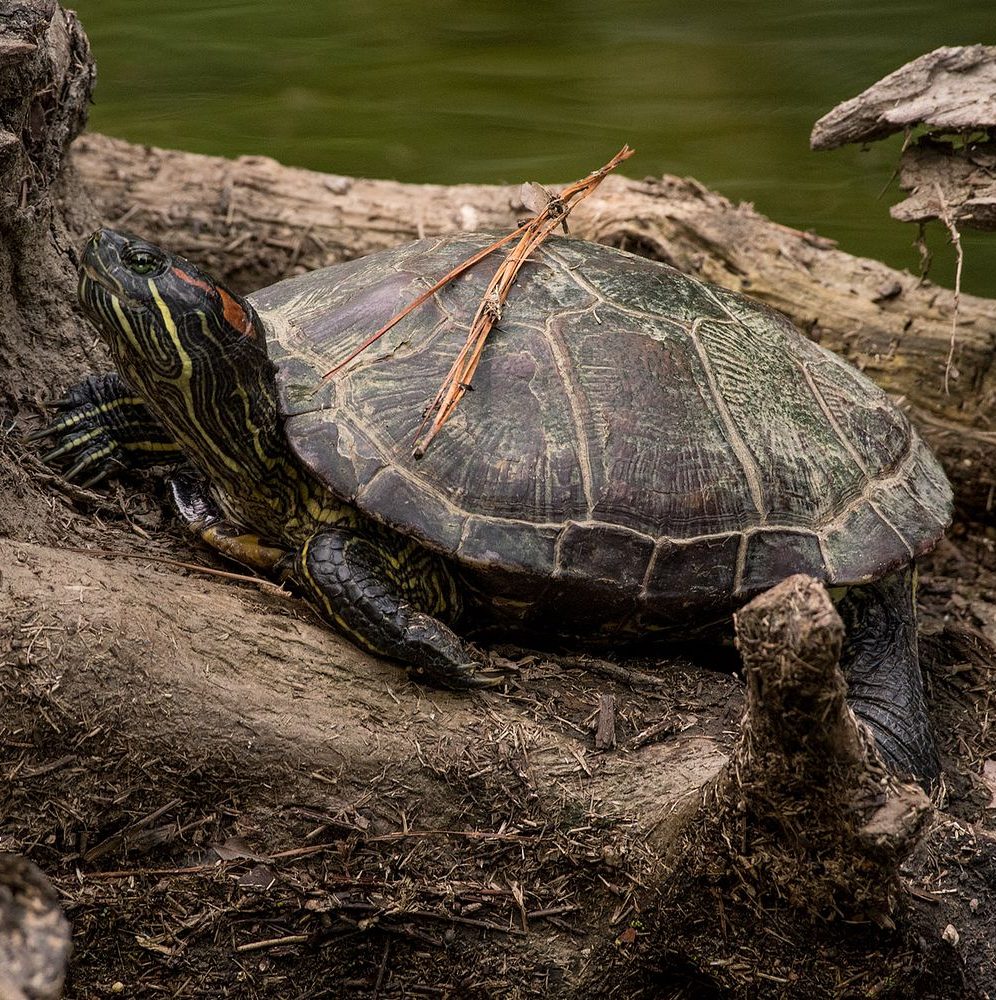 turtle sits on a log near Mariners' Lake.