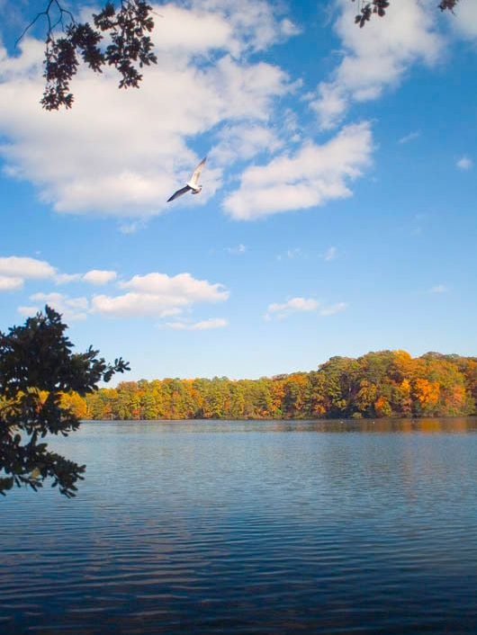 Bird flying over the water of Mariners' Lake.