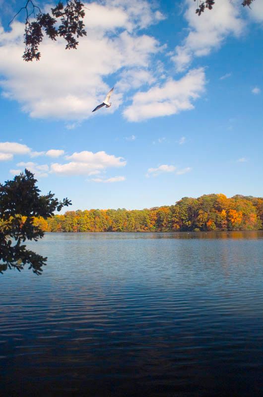 Bird flying over Mariners' Lake.