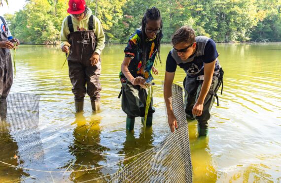 High school students plant native Vallisneria americana (eelgrass) in Mariners’ Lake.