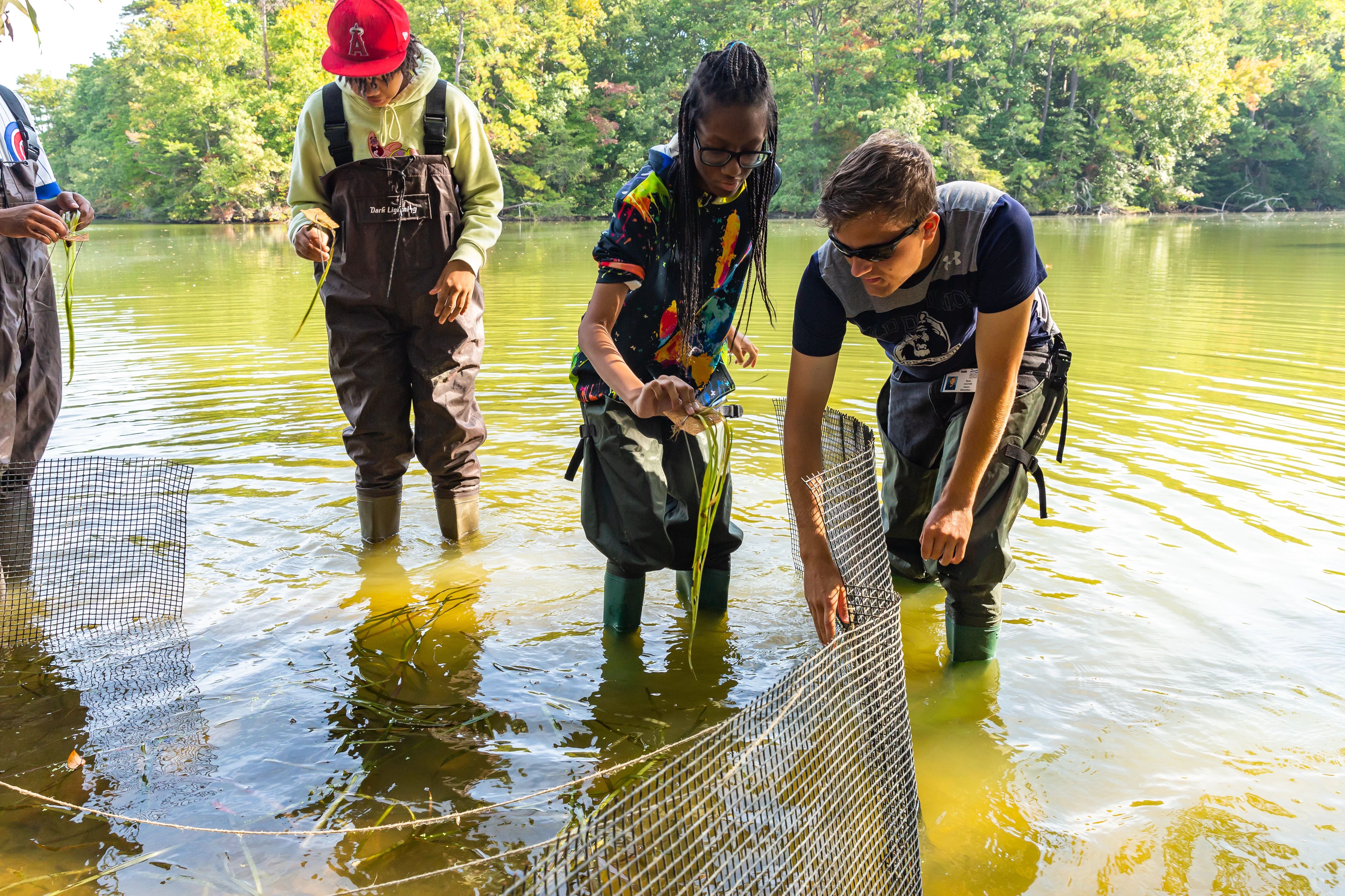 High school students plant native Vallisneria americana (eelgrass) in Mariners’ Lake.