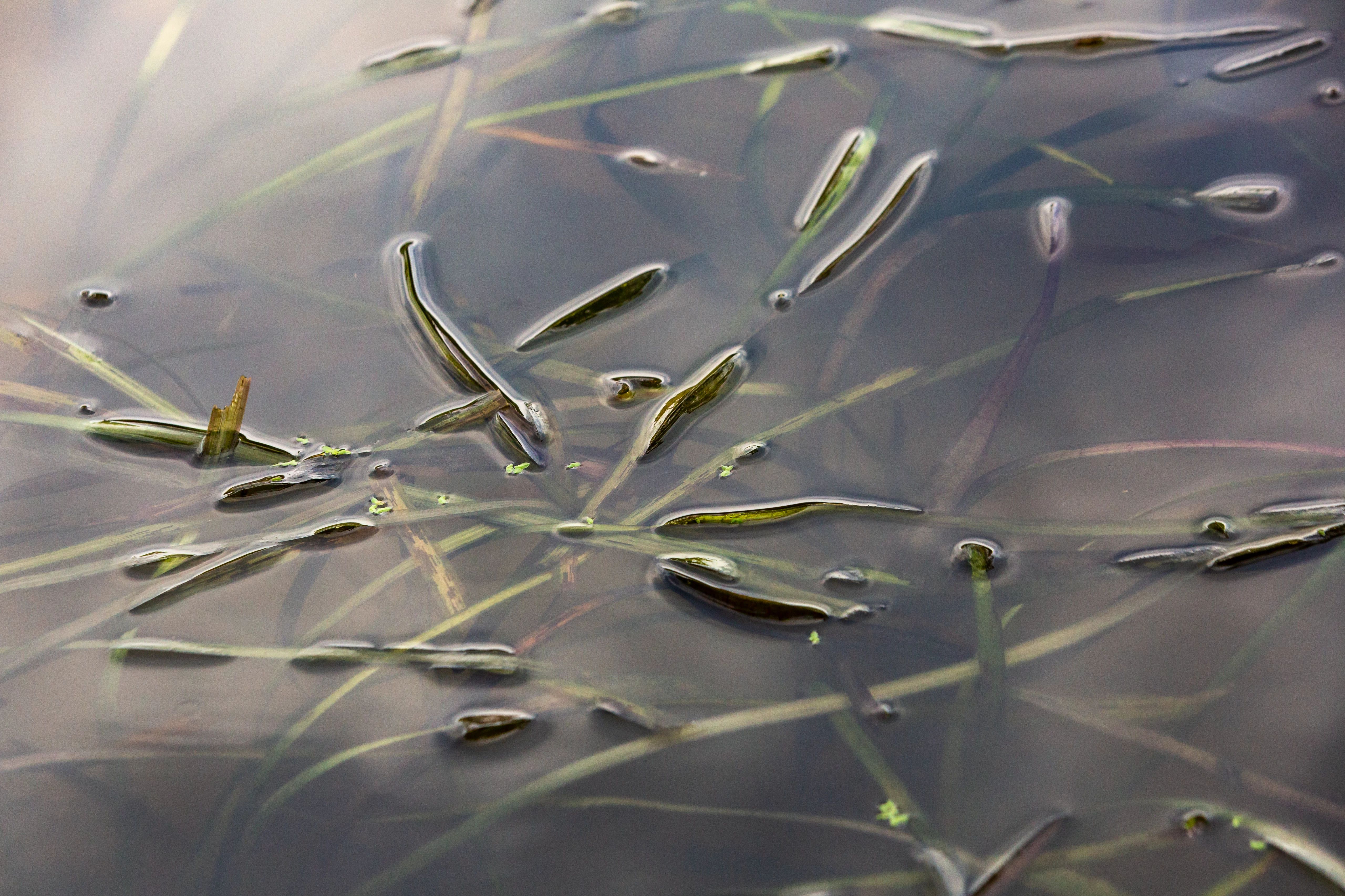 Native aquatic eelgrasses (Vallisneria americana) are planted in Mariners’ Lake.