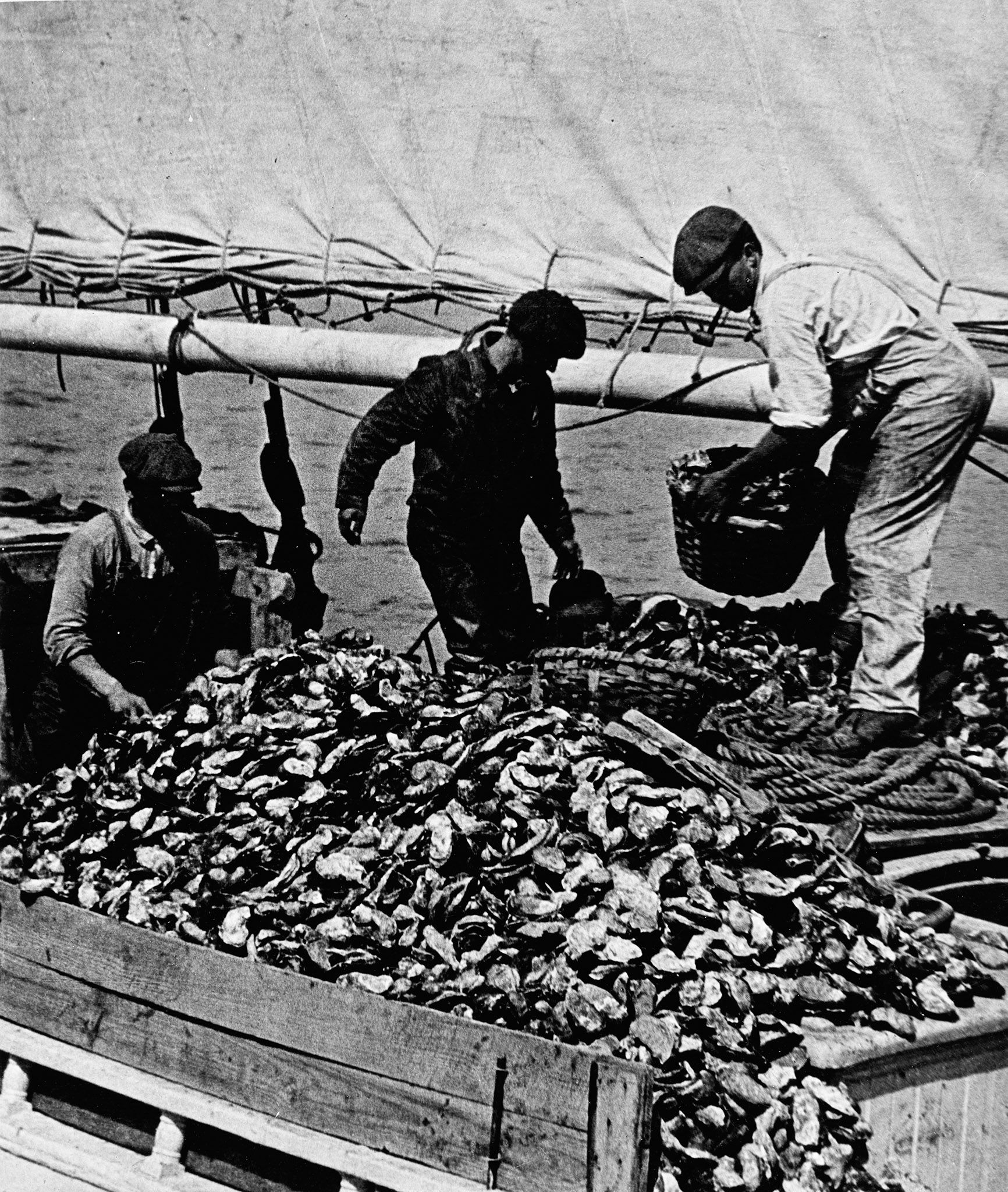 Men oystering on a boat.