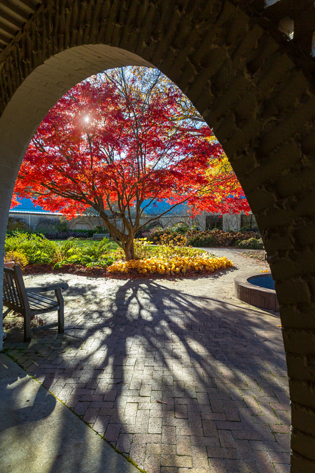 Fall foliage in the courtyard.