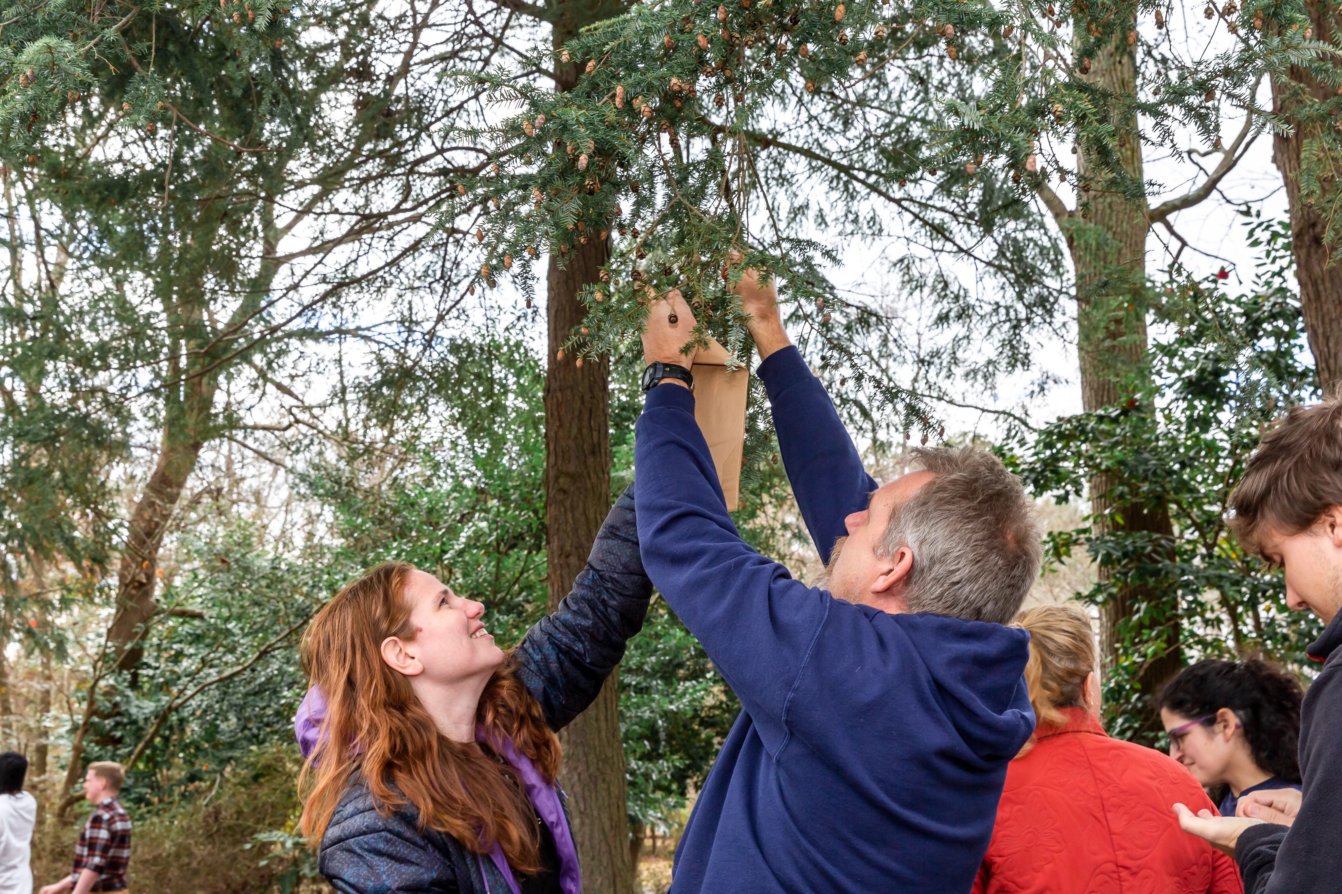 Teachers from Newport News Public High Schools collect seeds from Eastern Hemlocks during a B-WET teacher professional development session on native plants.