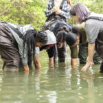 B-WET intern Rebecca Litt (right), assists Newport News Public High Schools students with planting eelgrasses in Mariners’ Lake.