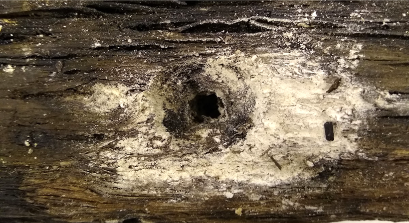 Two images of archaeological wood, one with deposits of white and pale yellow powder in large areas across the surface and one with deposits concentrated around a hole in the wood.