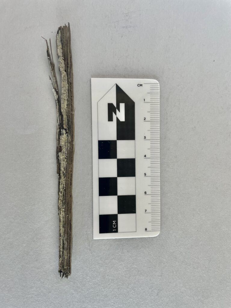 An image of a wood fragment sitting on a gray background next to a scale marker. The fragment is about 14 cm long, and is partly covered in a gray-white material.