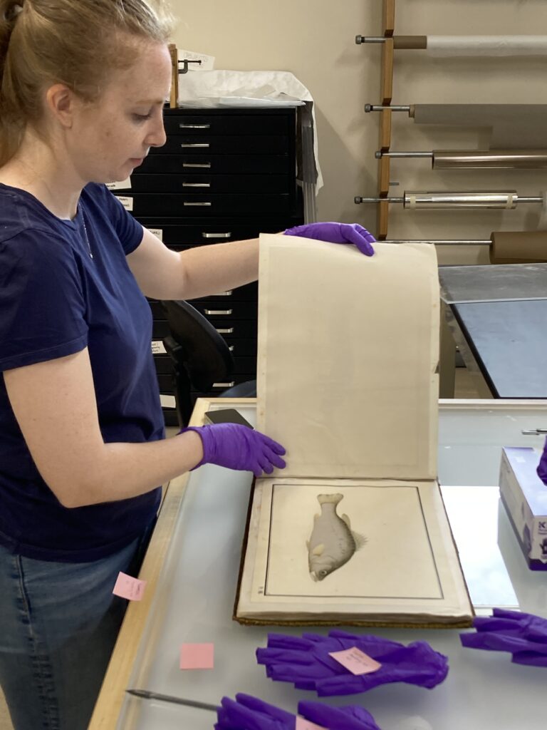Image of Library and Archival Materials Conservator Emilie Duncan turning pages in a book. The page nearest to the camera shows an image of a fish.