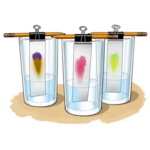 Illustration of three glasses of water. Strips of paper are hanging in each glass with one end in the water and blobs of yellow/purple, pink, and lime green appearing on the top of each paper.