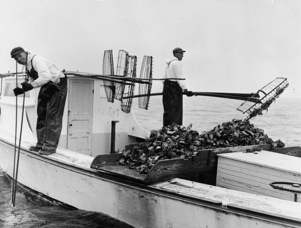Men on boat with oyster tongs.