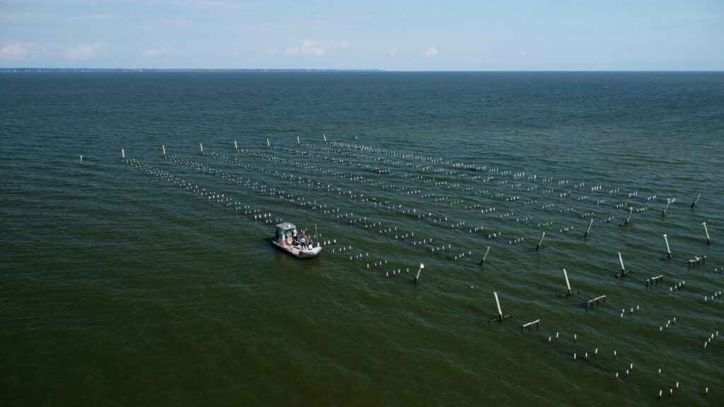 Aerial view of the first Matheson Oyster Co. farm site in the Mobjack Bay