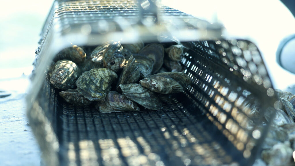 An oyster basket with oysters inside sits on the deck of the Matheson Oyster Co. boat in the Mobjack Bay