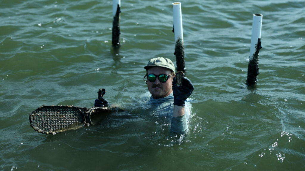 Corey Harris holds up an oyster that he removed from one of the baskets