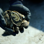 Closeup shot of Corey Harris holding oysters.