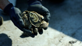Closeup shot of Corey Harris holding oysters.