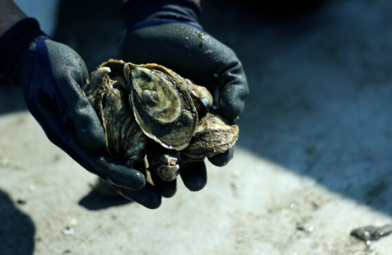 Closeup shot of Corey Harris holding oysters.