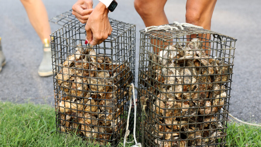 An oyster gardener opens the cages that they’ve grown over the past year.