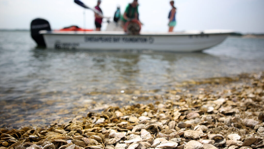 Closeup view of one of the Chesapeake Bay Foundation’s sanctuary reefs with their skiff in the background.