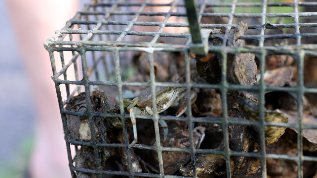 A blue crab came along for a ride in one of the oyster cages brought to an oyster gardening seminar and cage drop-off event.