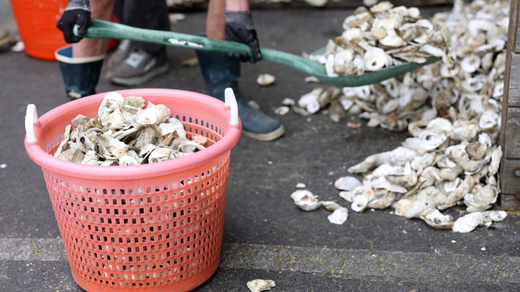 A volunteer shovels recycled oyster shells into a bushel basket at Sam Rust Seafood in Hampton, Virginia.
