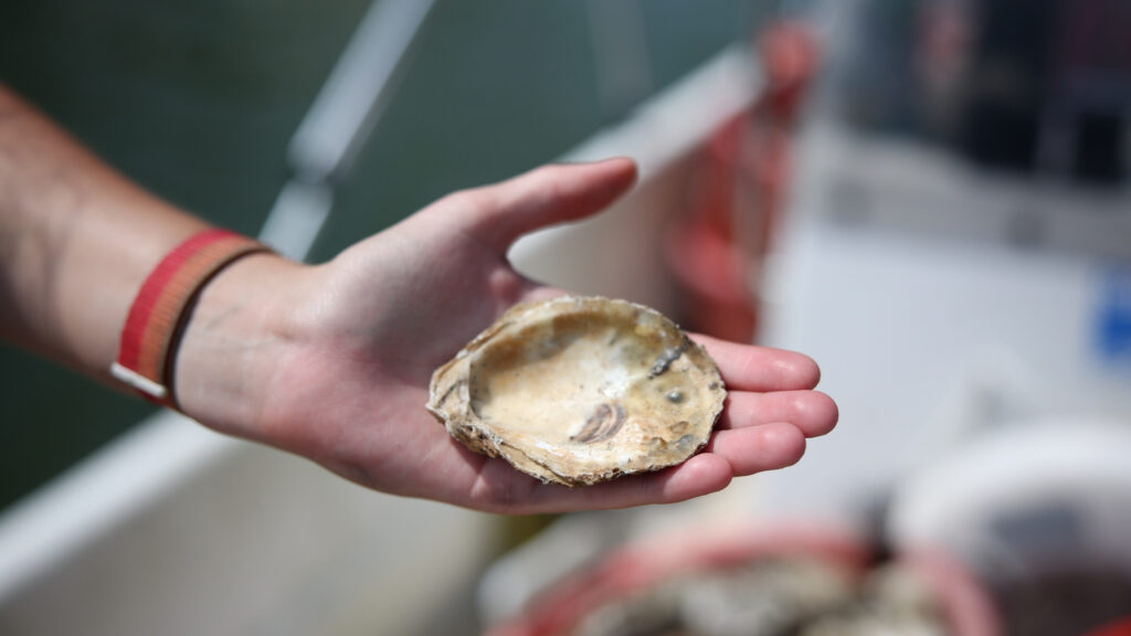 A member of the Chesapeake Bay Foundation oyster team holds a shell with spat (a baby oyster) attached to the shell; it is visible on the front left lip of the shell