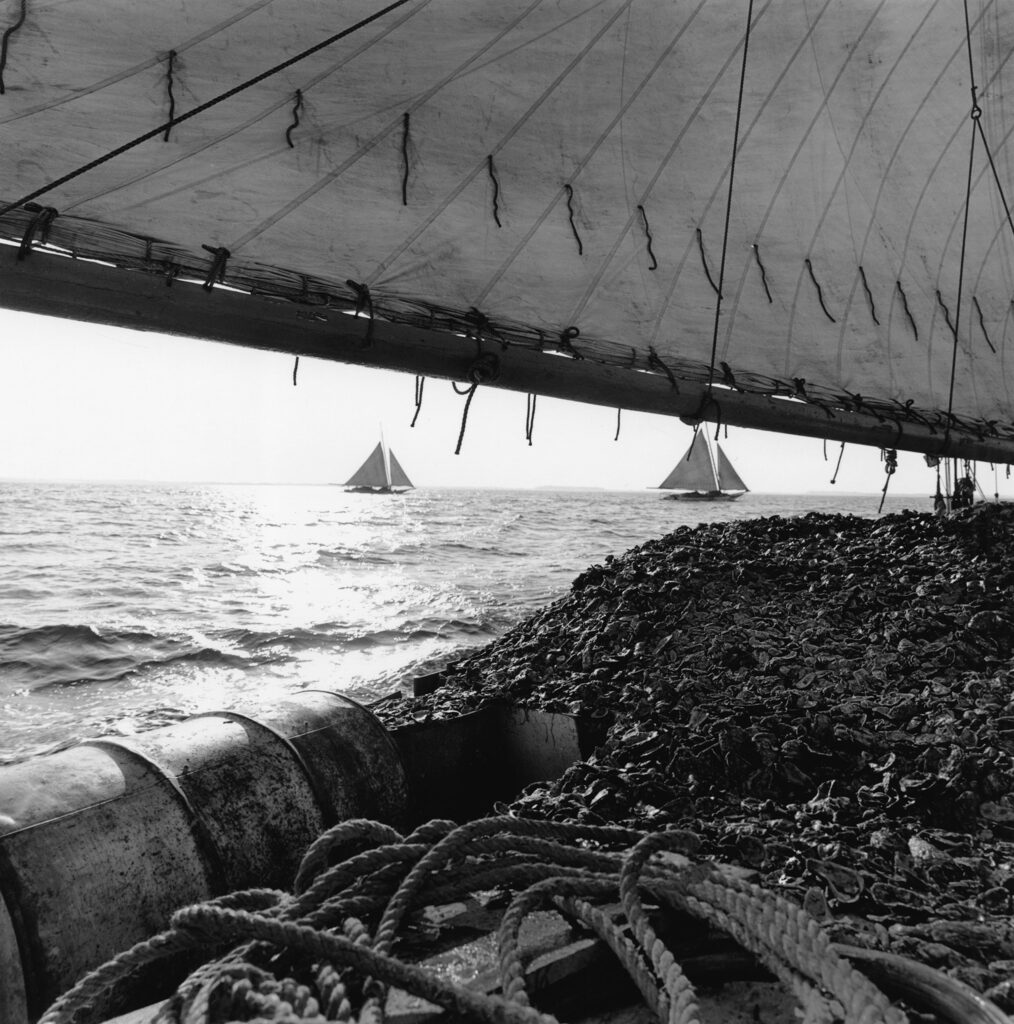 Oyster dredging, Eastern Maryland Bay, replanting.