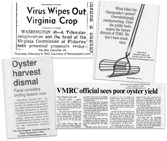 Selection of newspaper clippings about oyster harvesting.