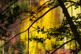 Photo of two ducks in Mariners' Lake at sunset in the fall season.