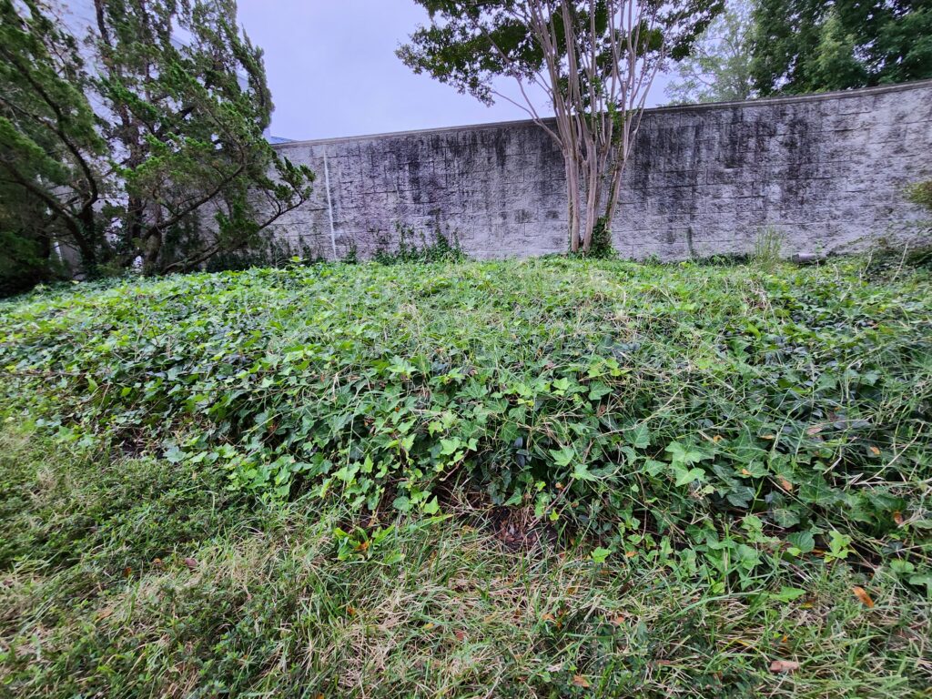 A blanket of green ivy in a mound