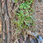 Ivy creeps up a tree