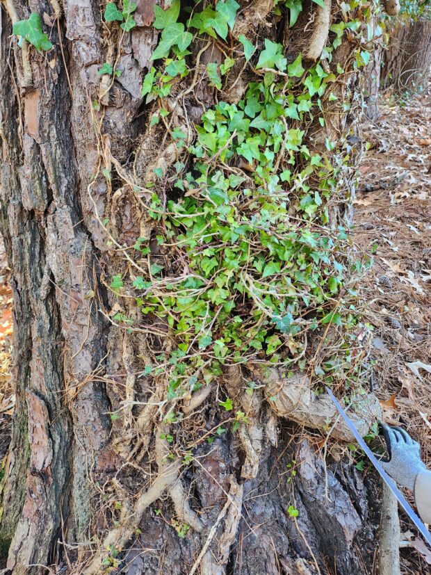 Ivy creeps up a tree