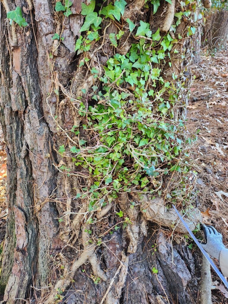 Ivy creeps up a tree