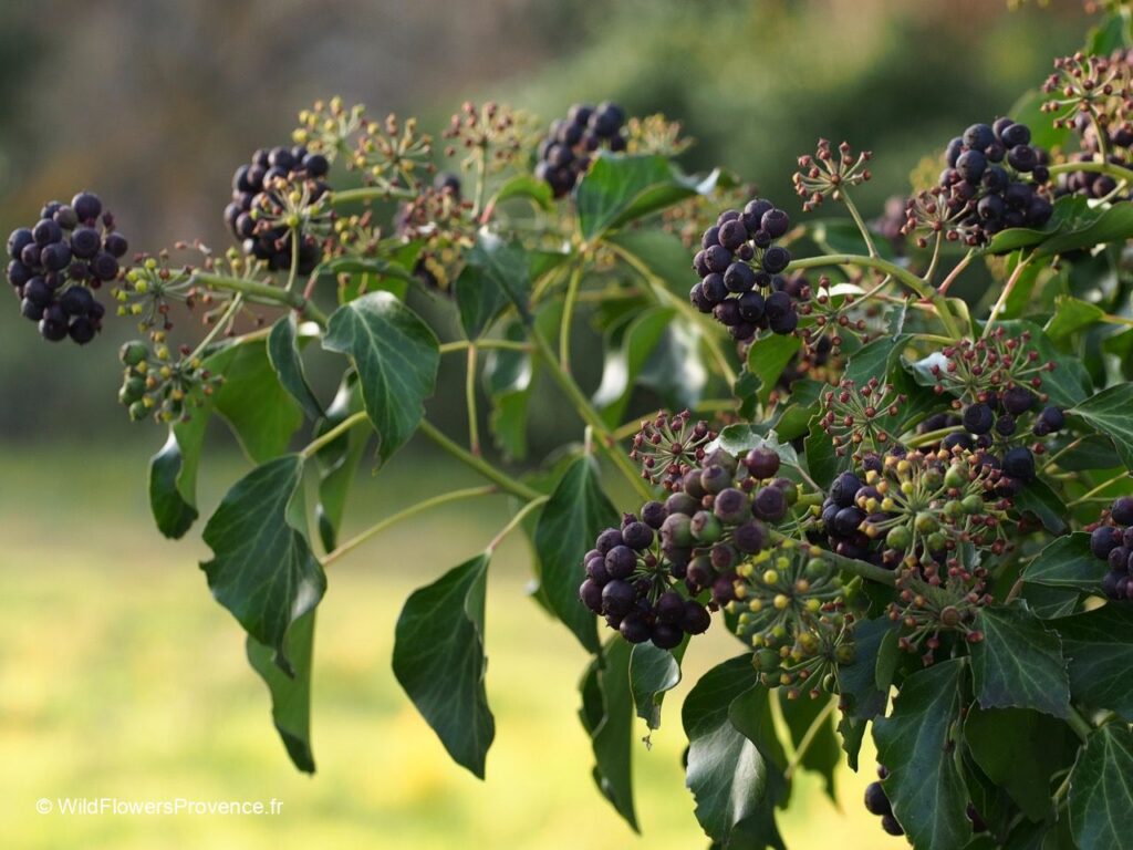 Dark purple berry clusters on a plant