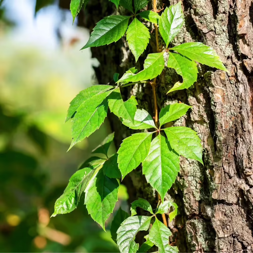 Shiny green leaves up against a tree trunk